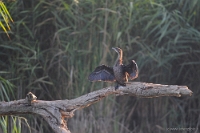 Phalacrocorax pygmeus (Marangone minore)